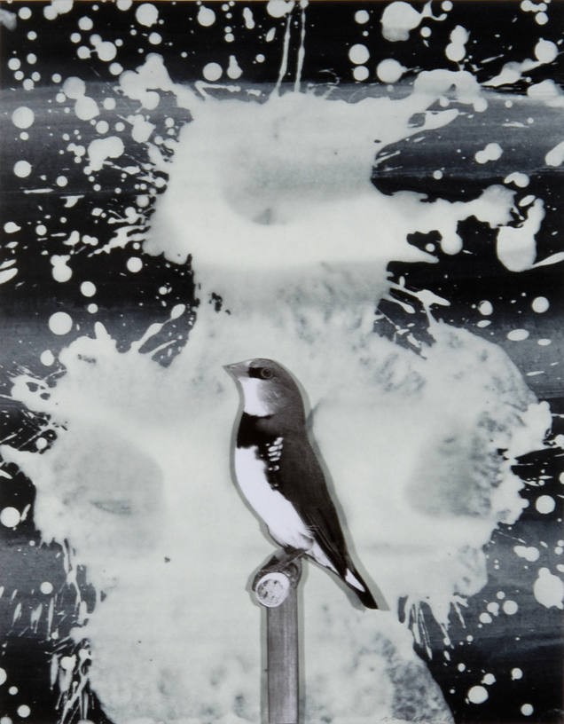 Birdie, 2011, Collage and acrylic, 38 x 30 cm