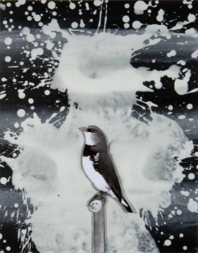 Birdie, 2011, Collage and acrylic, 38 x 30 cm